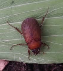 Attēlu rezultāti vaicājumam “Serica brunnea”