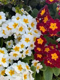 Attēlu rezultāti vaicājumam “Primula x polyantha”