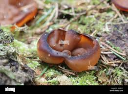 Attēlu rezultāti vaicājumam “Discina perlata”