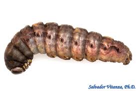 Attēlu rezultāti vaicājumam “Abraxas sylvata larva”