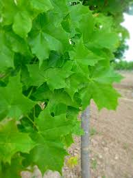 Attēlu rezultāti vaicājumam “Acer platanoides”