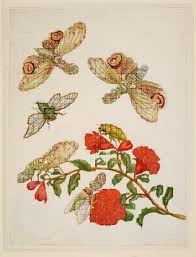 Attēlu rezultāti vaicājumam “Fuligo licentii macro”