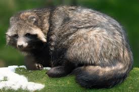 Attēlu rezultāti vaicājumam “Nyctereutes procyonoides”