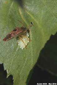 Attēlu rezultāti vaicājumam “Elasmucha grisea imago”