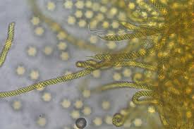 Attēlu rezultāti vaicājumam “Oligonema persimile sessile”