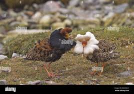 Attēlu rezultāti vaicājumam “Philomachus pugnax adult”