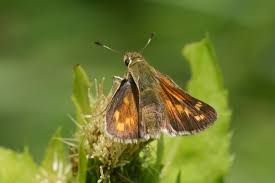 Attēlu rezultāti vaicājumam “Hesperia comma underside”