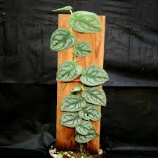 Attēlu rezultāti vaicājumam “Melandrya dubia”