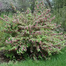 Attēlu rezultāti vaicājumam “Weigela praecox”