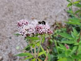 Image result for Eupatorium cannabinum