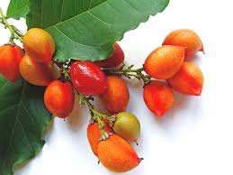 Attēlu rezultāti vaicājumam “Poa nemoralis fruit”