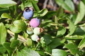 Attēlu rezultāti vaicājumam “Vaccinium angustifolium”