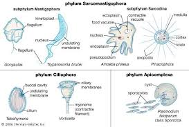 Attēlu rezultāti vaicājumam “Lycogala botrydium plasmodium”