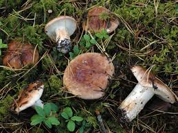 Attēlu rezultāti vaicājumam “Tricholoma sp.”