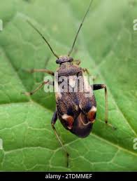 Attēlu rezultāti vaicājumam “Polymerus palustris”