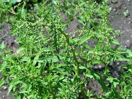 Image result for Chenopodium ambrosioides