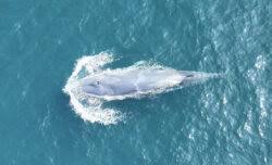 Image result for Balaenoptera omurai