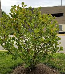 Attēlu rezultāti vaicājumam “Hamamelis”