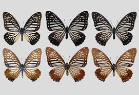 Image result for Papilionoidea