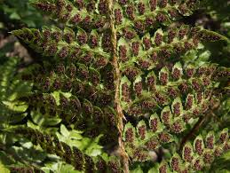 Attēlu rezultāti vaicājumam “Polystichum braunii”