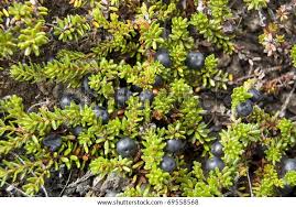 Attēlu rezultāti vaicājumam “Empetrum nigrum fruit”