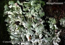 Attēlu rezultāti vaicājumam “Cetrelia sp.”