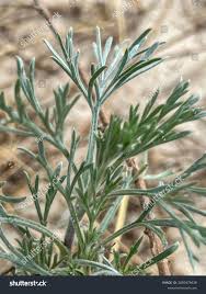 Attēlu rezultāti vaicājumam “Artemisia campestris”
