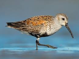 Attēlu rezultāti vaicājumam “Calidris”