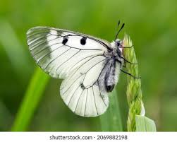 Attēlu rezultāti vaicājumam “Parnassius mnemosyne underside”