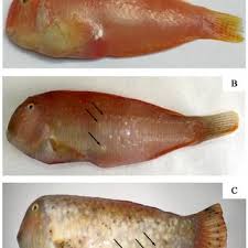 Image result for Xyrichtys novacula