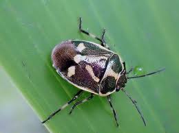 Attēlu rezultāti vaicājumam “Eurydema oleracea”