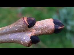 Attēlu rezultāti vaicājumam “Fraxinus excelsior Pendula bud”