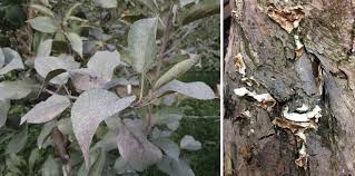 Attēlu rezultāti vaicājumam “Chondrostereum purpureum”