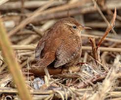 Attēlu rezultāti vaicājumam “Troglodytes troglodytes adult”