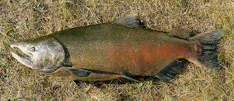 Image result for Oncorhynchus tshawytscha