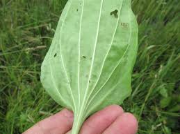 Attēlu rezultāti vaicājumam “Plantago major subsp. intermedia”