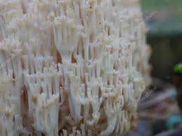 Attēlu rezultāti vaicājumam “Clavicorona pyxidata”