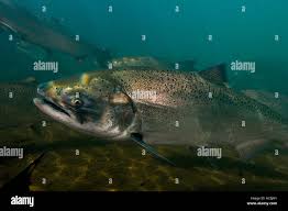 Image result for Oncorhynchus tshawytscha