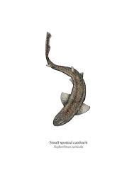 Image result for Scyliorhinus canicula