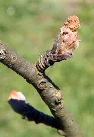 Attēlu rezultāti vaicājumam “Sorbus aucuparia bud”