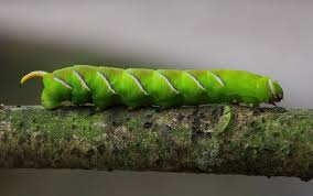 Attēlu rezultāti vaicājumam “Sphinx ligustri larva”
