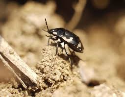 Attēlu rezultāti vaicājumam “Tritomegas bicolor”