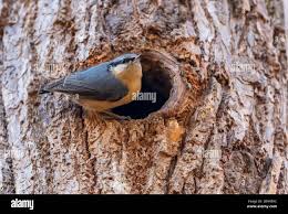 Attēlu rezultāti vaicājumam “Sitta europaea nest”