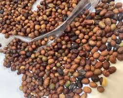 Attēlu rezultāti vaicājumam “Caragana arborescens fruit”