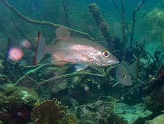 Image result for Lutjanus mahogoni