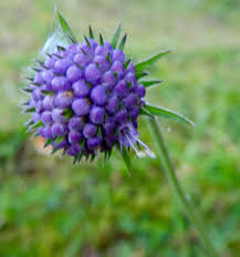 Image result for Succisa pratensis