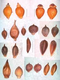 Attēlu rezultāti vaicājumam “Eleocharis uniglumis flower”