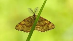 Attēlu rezultāti vaicājumam “Ematurga atomaria”