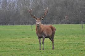 Attēlu rezultāti vaicājumam “Cervus elaphus”