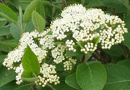 Attēlu rezultāti vaicājumam “Viburnum lantana”
